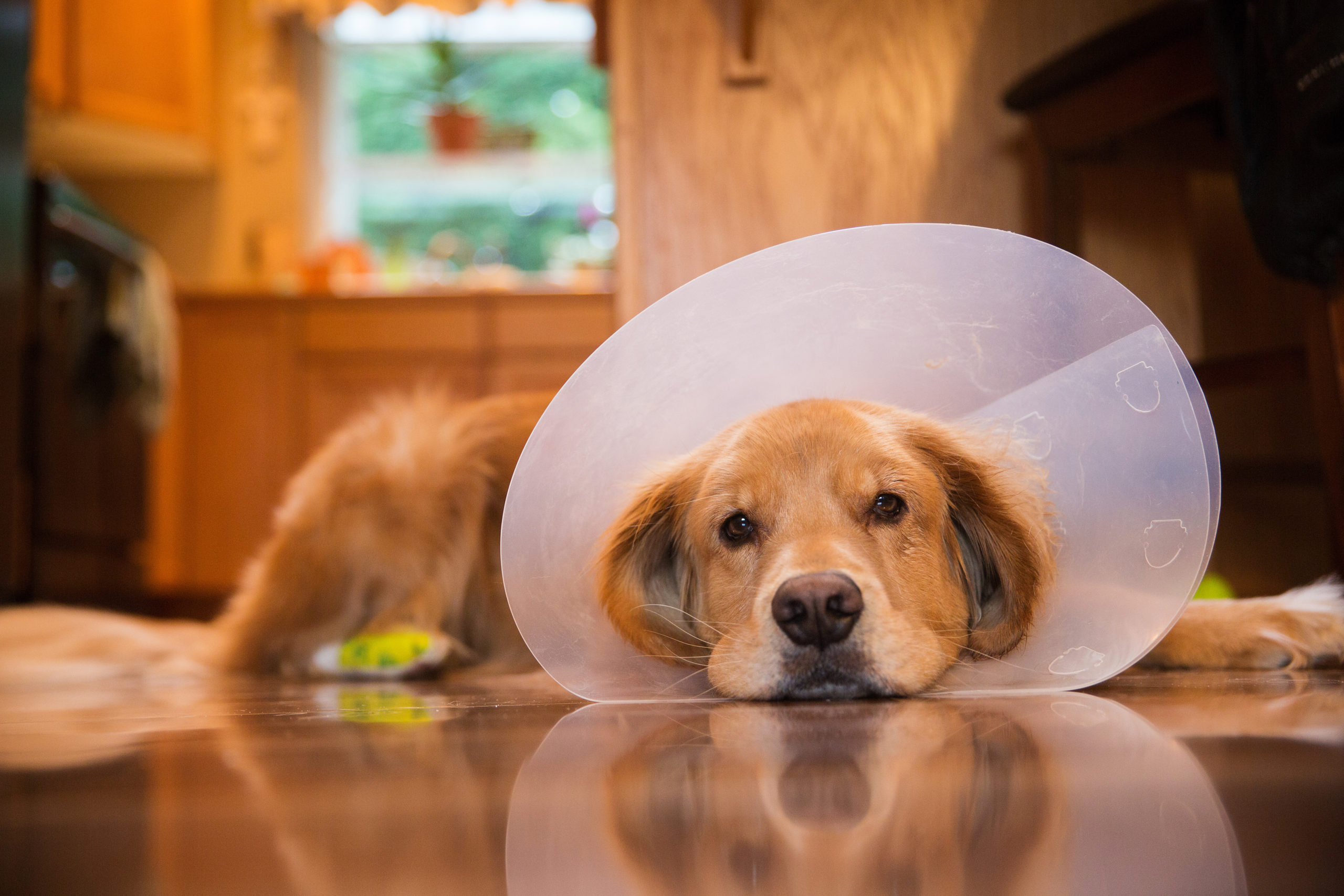 golden retriever dog with a cone over its head recovering from surgery at an animal hospital