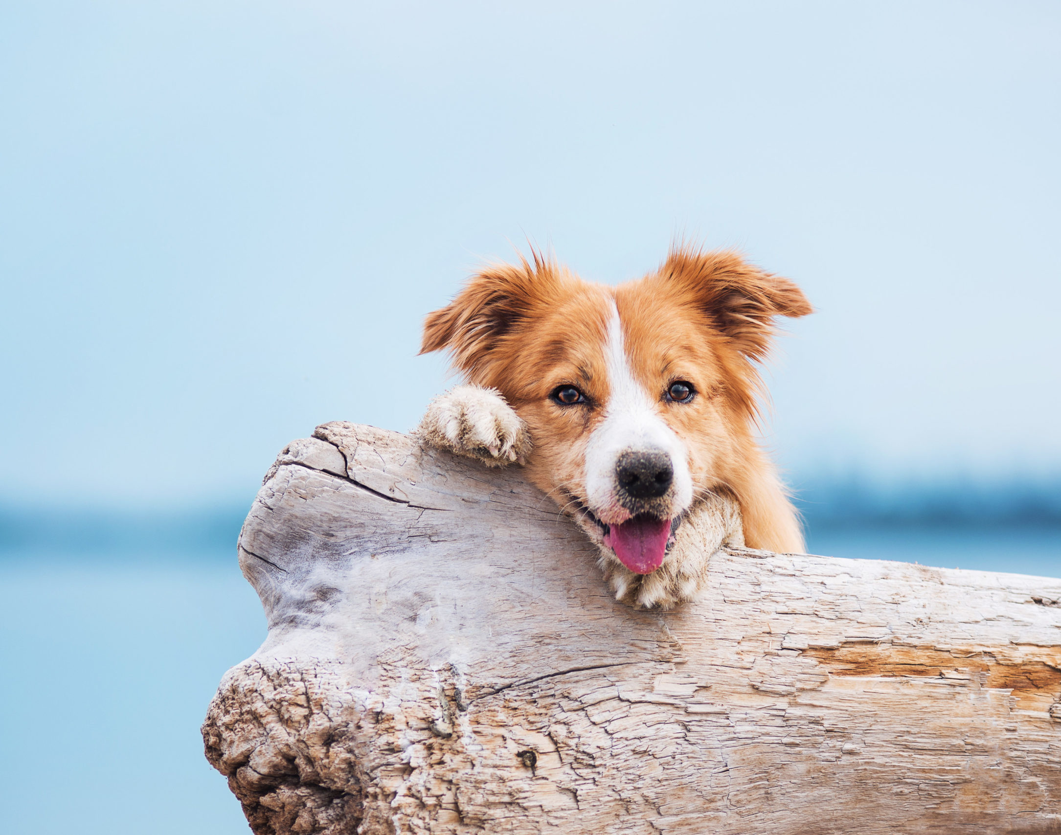 red border collie resting its head on a log on the beach