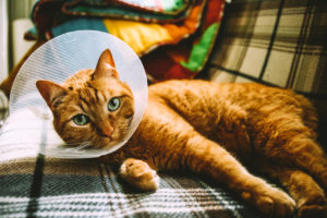 orange cat laying on a couch with a cone on recovering from neuter or spraying surgery