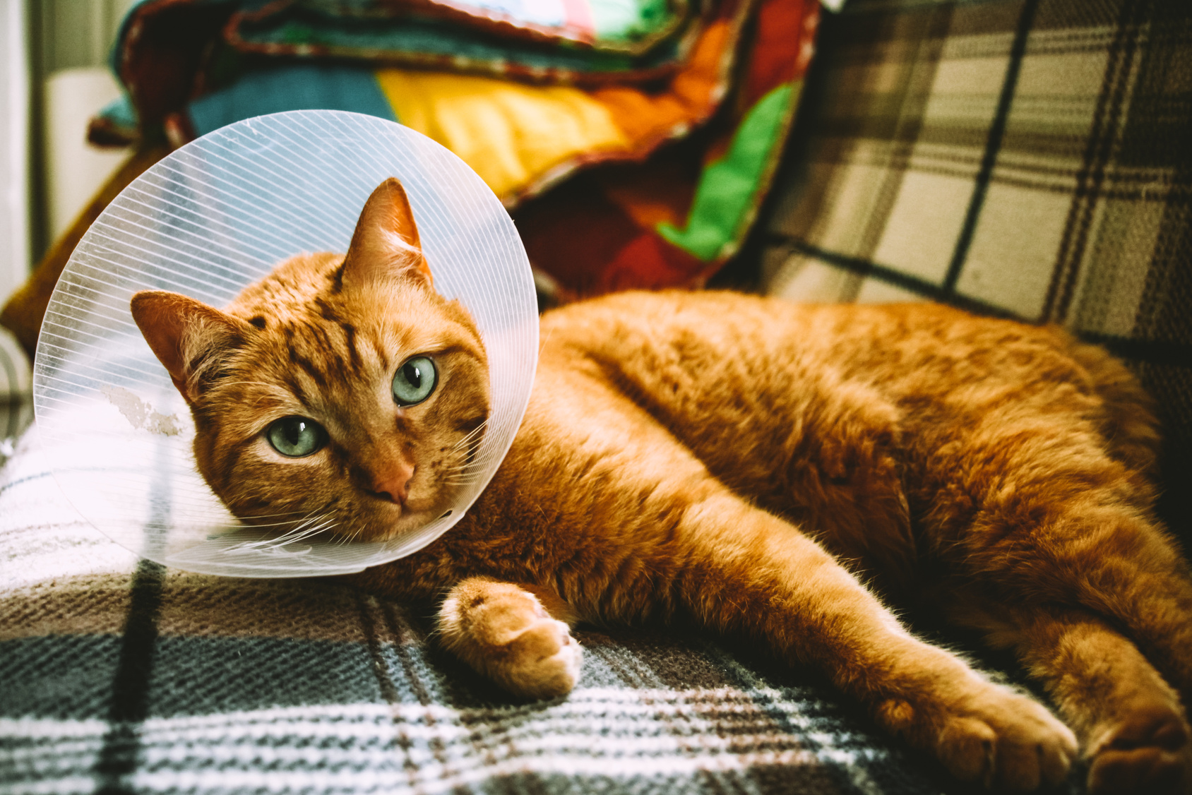 Cat with collar on the couch orange cat laying on a couch with a cone on recovering from neuter or spraying surgery