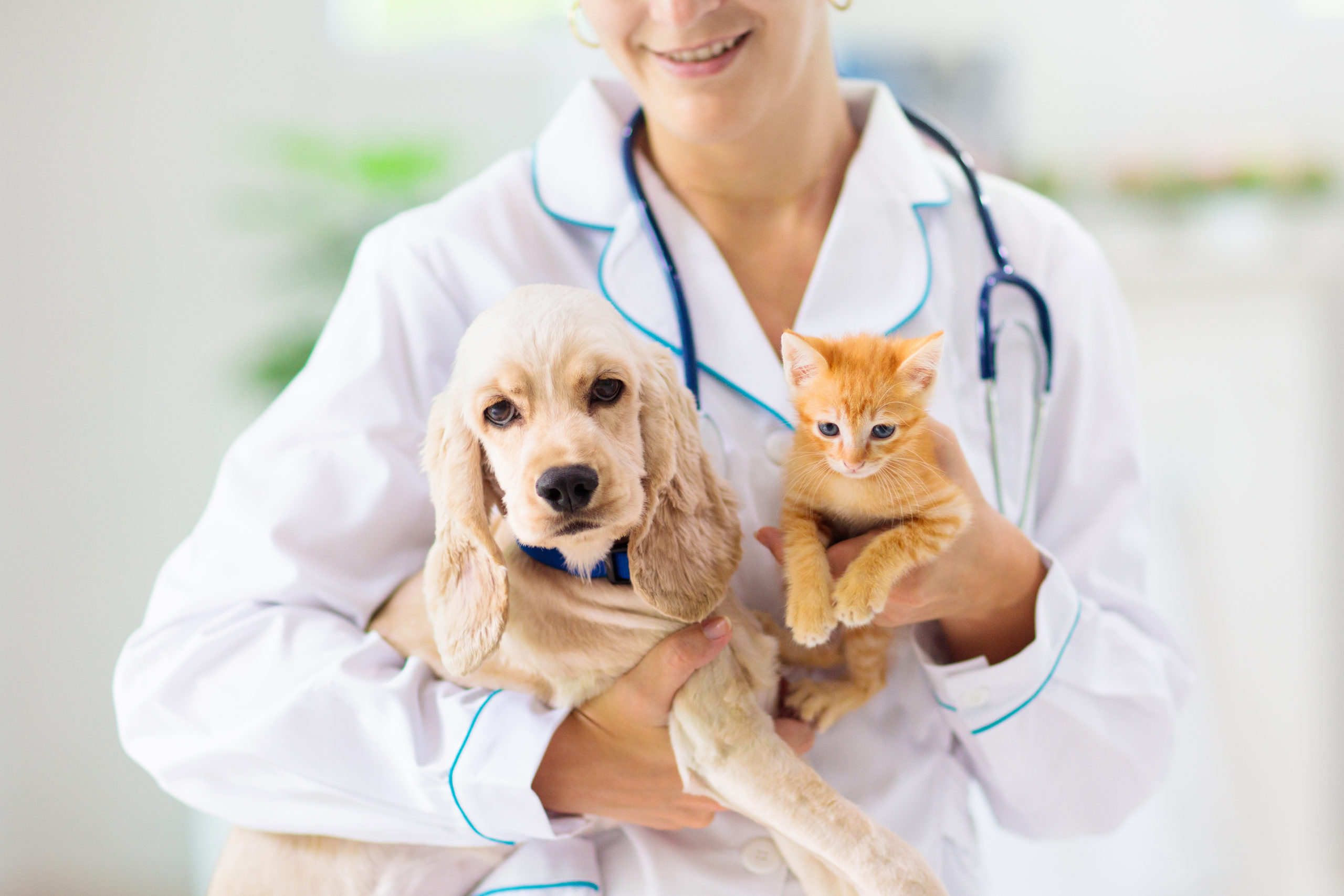 veterinarian with a kitten and puppy at the animal clinic