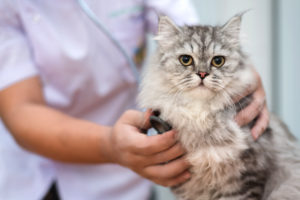 adult cat at an animal hospital getting its heartbeat measured by a veterinarian