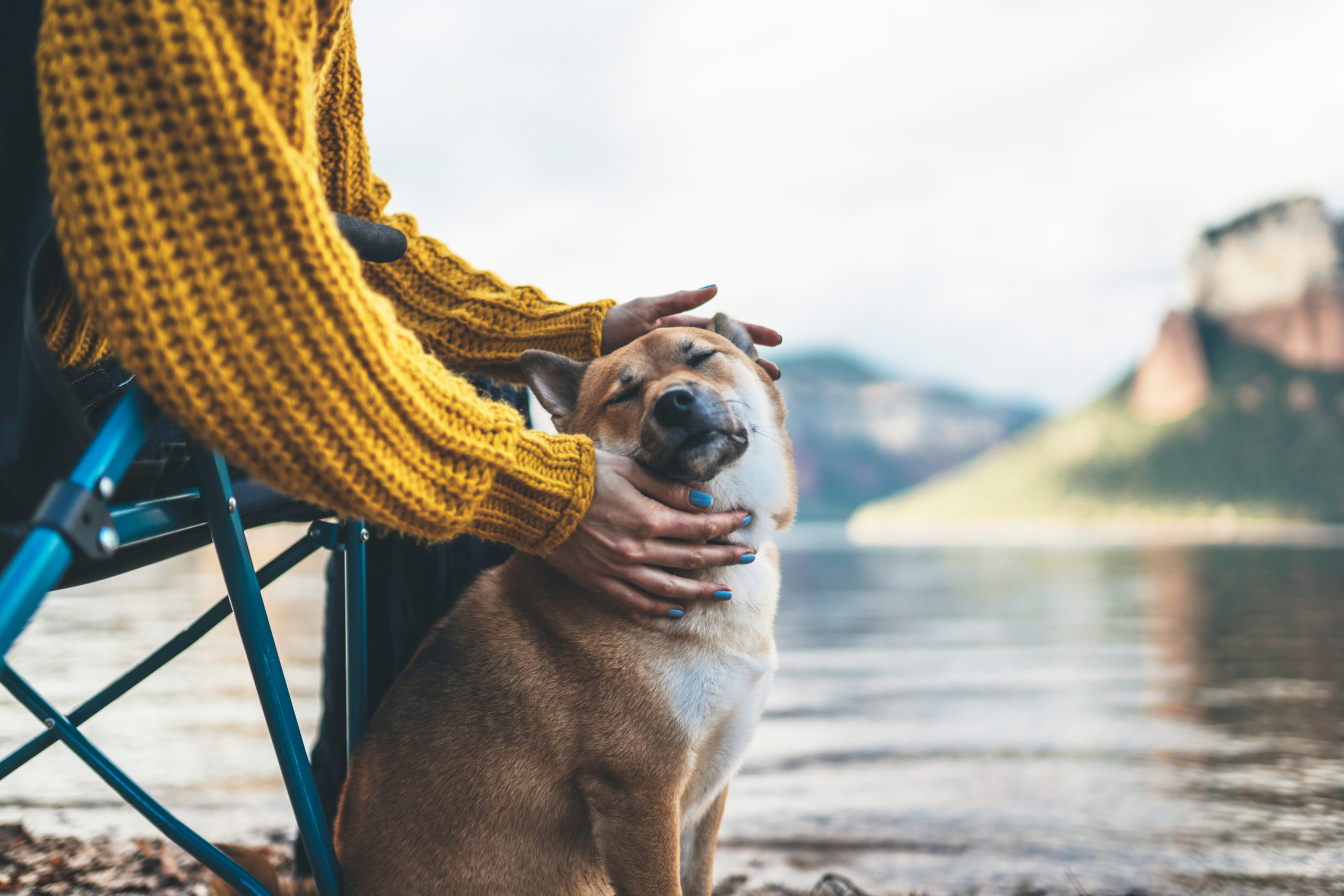 tourist friend girl together tender dog closed eyes on background mountain, female hands hugging puppy pet on lake shore nature trip, friendship love concept