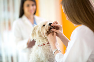 veterinarian checking the teeth of a Maltese dog at the animal hospital